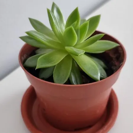 Appartement Bliss Nest - Cazare Spital Fundeni *