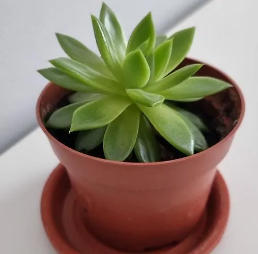 Appartement Bliss Nest - Cazare Spital Fundeni *